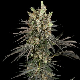 Slam Dank > Sensi Seeds